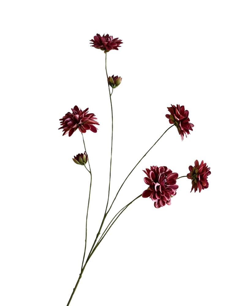 Dhalia spray burgundy 90cm